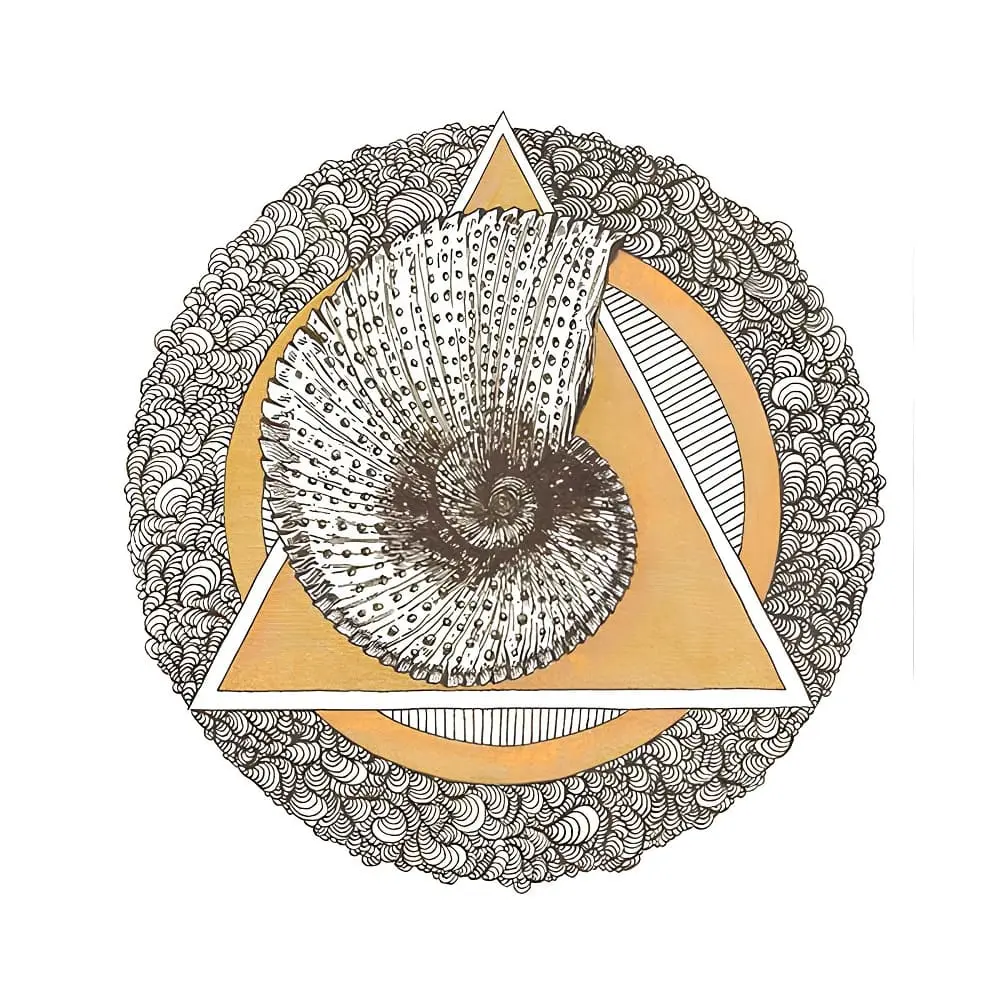 Ammonite énigmatique